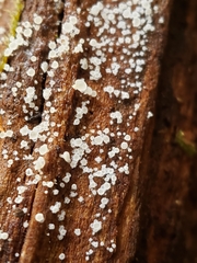 Hyaloscypha quercicola