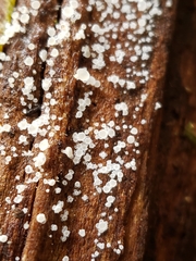 Hyaloscypha quercicola