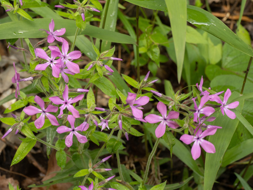 Phlox pilosa