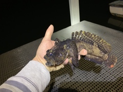 Batrachomoeus dubius