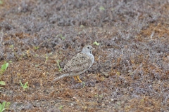 Thinocorus rumicivorus