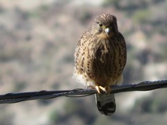 Falco tinnunculus canariensis