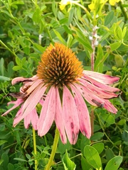 Equinacea púrpura (Echinacea purpurea): origen y usos — foto 3