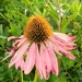 Equinacea púrpura (Echinacea purpurea): origen y usos — foto 3