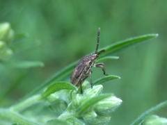 Stictopleurus abutilon