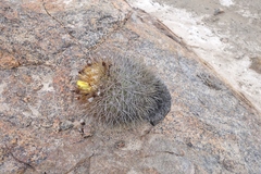 Eriosyce islayensis islayensis