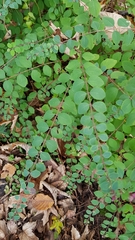 Symphoricarpos doorenbosii