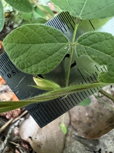 Doubleform Snoutbean (Rhynchosia difformis)