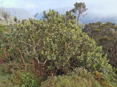 Monimia rotundifolia