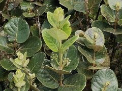 Monimia rotundifolia