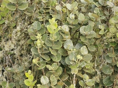 Monimia rotundifolia