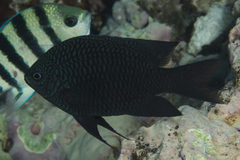 Neoglyphidodon carlsoni