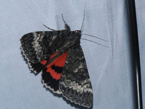 Grote's Underwing Moth photo 2