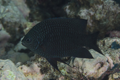 Neoglyphidodon carlsoni