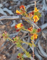 Pultenaea densifolia