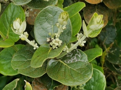 Monimia rotundifolia