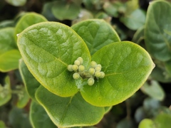 Monimia rotundifolia