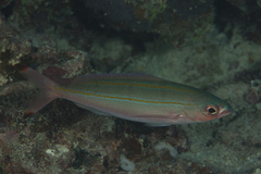 Pterocaesio digramma