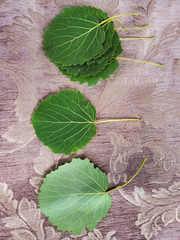 Populus