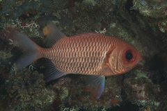 Myripristis hexagona