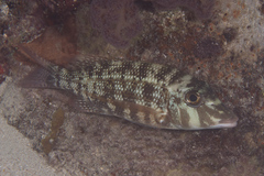 Lethrinus obsoletus