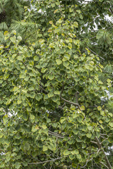 Populus davidiana