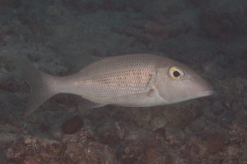 Blackblotch emperor (Lethrinus semicinctus) — Lethrinidae