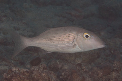 Lethrinus semicinctus