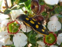 Castiarina xanthopilosa
