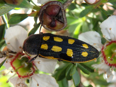 Castiarina xanthopilosa