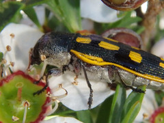 Castiarina xanthopilosa