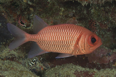 Myripristis hexagona