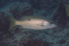 Lutjanus fulviflamma