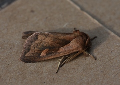 Bellura densa