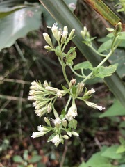 Mikania cordifolia