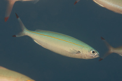 Pterocaesio digramma