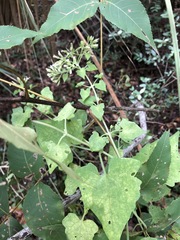 Mikania cordifolia
