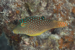 Canthigaster solandri