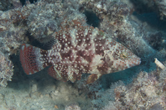 Cheilinus chlorourus