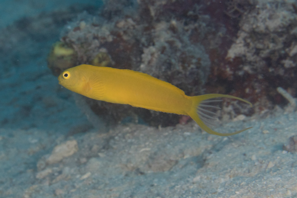 Canary Blenny