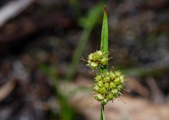Carex breviculmis