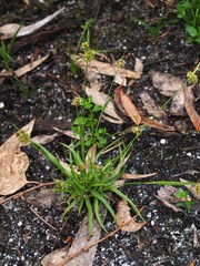 Carex breviculmis