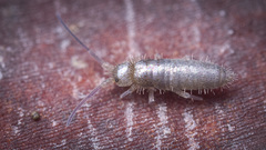 Entomobryoidea