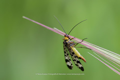 Panorpa meridionalis