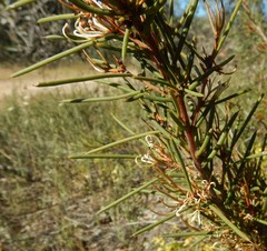 Hakea vittata