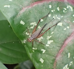 Nisitrus