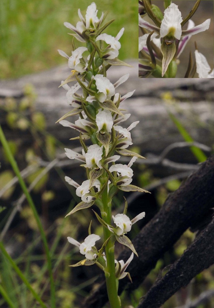 Prasophyllum beatrix