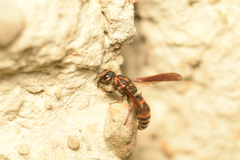 Pararrhynchium ornatum sauteri