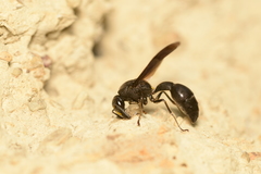 Pseudozumia indosinensis