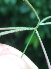 Chloris pycnothrix